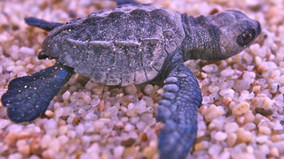 Costa Rica: Stay Away From Our Sea Turtles, You Terrible Humans